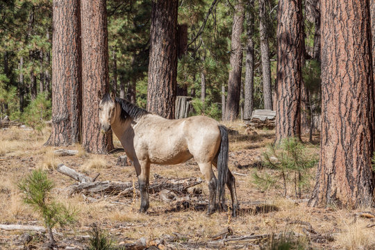 Wild Horse (mustang) Stallion in Arizona © equigini
