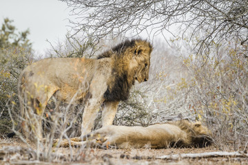 African lion in Kruger National park, South Africa