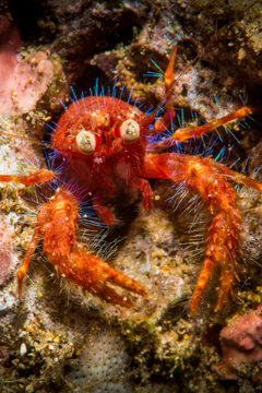 Olivar's squat lobster, a bug-eyed crab in Anilao, Philippines