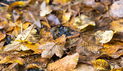 Golden autumnally leaves laying on ground