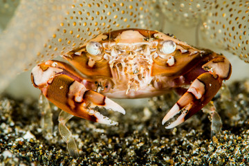 Swimming crab under an anemone
