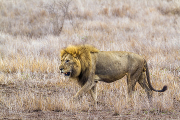 African lion in Kruger National park, South Africa