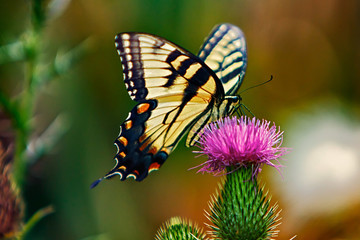Eastern Tiger Swallowtail Butterfly
