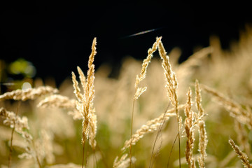 Close up of single grass stal