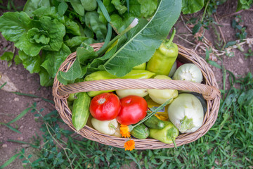 Vegetables in the basket