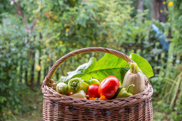 Vegetables in the basket