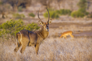 Common Waterbuck in Kruger National park, South Africa