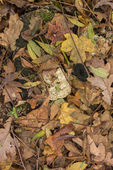 fungus in yellow leaves