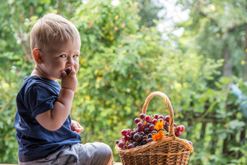 Adorable Little baby boy eating grapes 