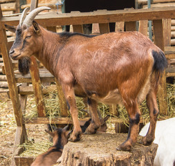 a herd of goats in a pen with a leader