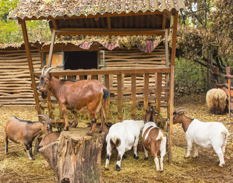 a herd of goats in a pen with a leader