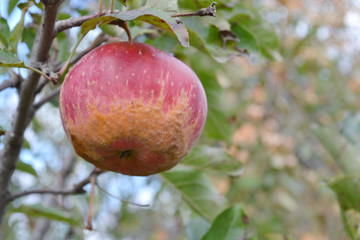 apple