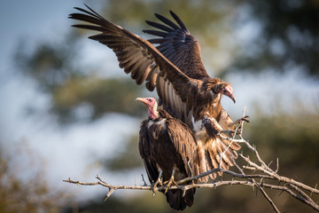 Hooded Vulture (Necrosyrtes monachus)