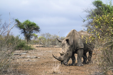 Fototapeta premium Southern white rhinoceros in Kruger National park, South Africa
