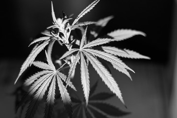 MARIJUANA cannabis Herbalat. Marijuana leaf Background Wallpaper, Cannabis Hemp leaf
