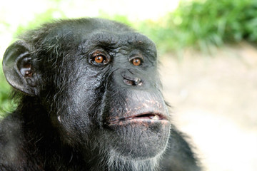 Chimpanzee eyes