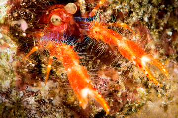 Olivar's squat lobster, a bug-eyed crab in Anilao, Philippines