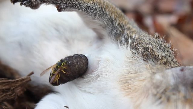 Botfly Larva Emerging from a Dead Squirrel (Cuterebra emasculator)