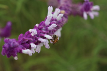 Drinking Bee