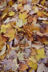 autumn