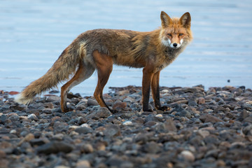 A red fox on a rocky beach in the Yukon, Canada