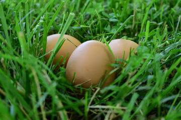 Three chicken eggs in lush grass