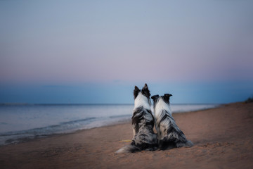Two border collie on the sea