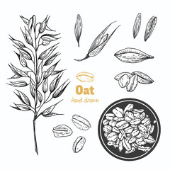 Oats vector hand drawn illustration