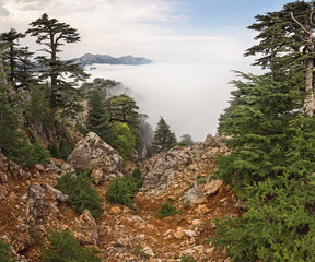Rare and endangered Lebanese Cedar tree forest at Tahtali mountain in Turkey