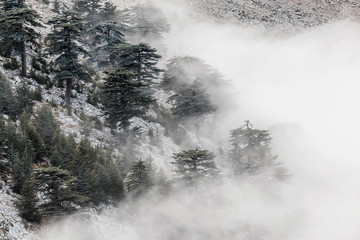 Cedar of Lebanon Cedrus libani forest in the mist and fog near Tahtali mountain in Turkey. Rare and endangered species of trees