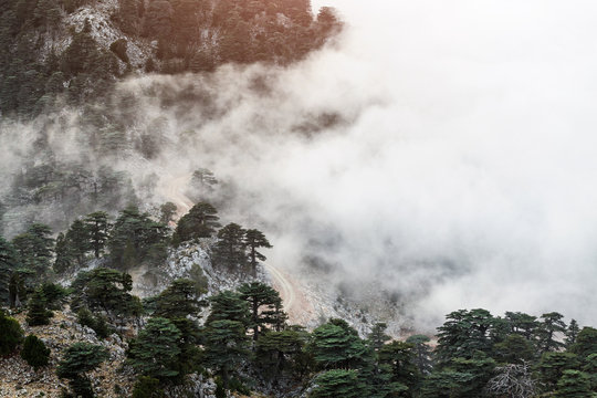 Cedar of Lebanon Cedrus libani forest in the mist and fog near Tahtali mountain in Turkey. Rare and endangered species of trees