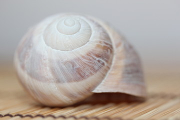 Coquillage escargot