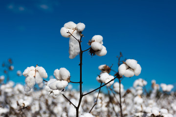 Cotton Plants