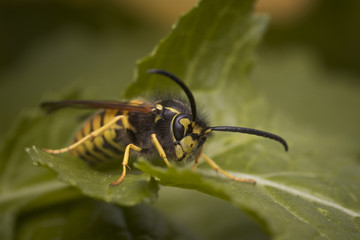 Wasp on leaf
