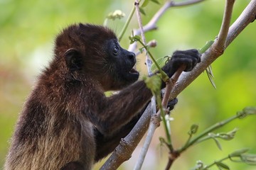 Howler Monkey