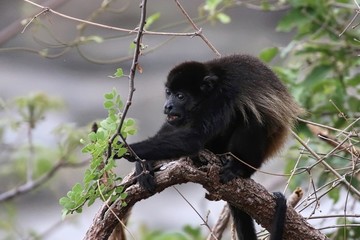 Howler Monkey