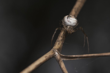 spider