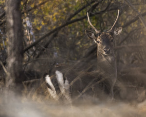 Young of deer