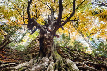 Fototapeta premium Old beech tree in Autumn.
