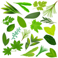 Green leaf in a flat style isolated on white background. The green tropical leaf. Foliage. Vector illustration.