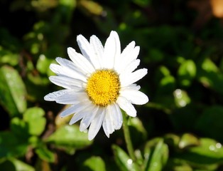 Fototapeta premium The single white daisy in the garden on a close up view.