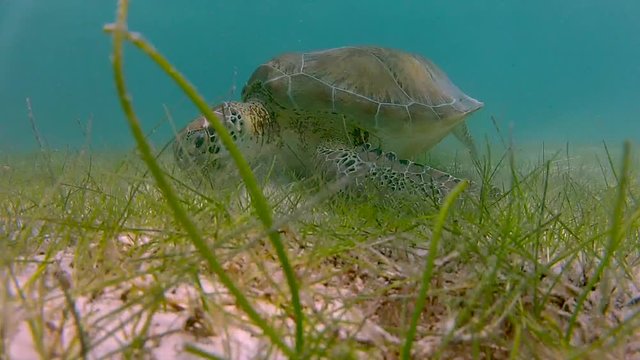 Green Sea Turtle Eating Sea Grass