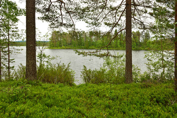 Fototapeta na wymiar Northern landscape with shore of forest lake