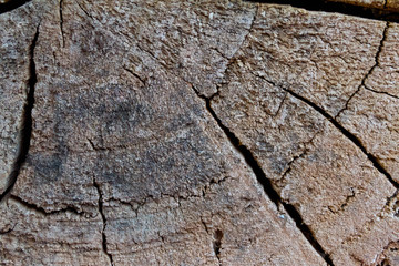 Close view of a warm orange tree stump with rings and texture highlights. Big tree trunk slice cut from the woods. Textured surface with rings and cracks. Neutral brown background.
