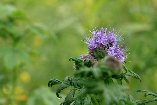 Wundersch&ouml;ne Wildblumen