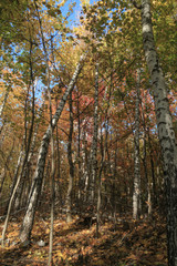 Fototapeta premium Autumn