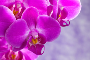 purple orchids composition