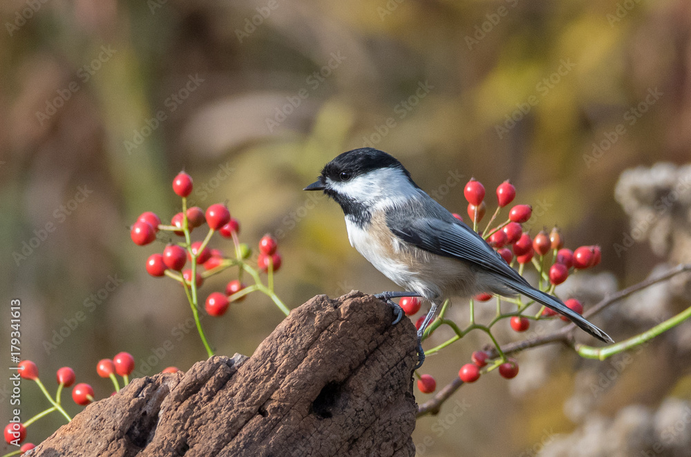 Wall mural Chickadee on Log