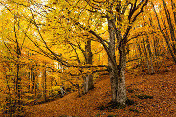 Naklejka premium Autumn forest 19