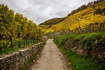 Colorful autumn Vineyard in Wachau valley in Austria